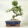 Bonsai Zelkova, stor