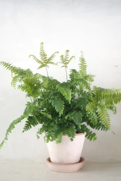 Bronze Venushår bregne