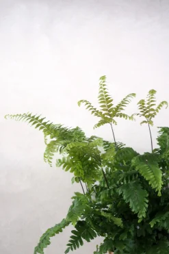 Bronze Venushår bregne