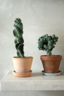 Cerus peruvianus spiralis kaktus