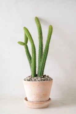 Cleistocactus samaipatanus