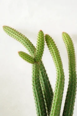 Cleistocactus samaipatanus