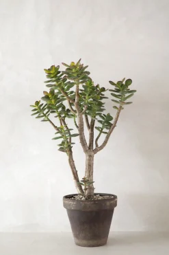 Crassula