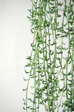 Delfinplante - Senecio Peregrinus