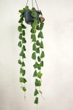 Dischidia Platyphylla