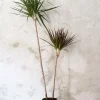 Dracena, medium