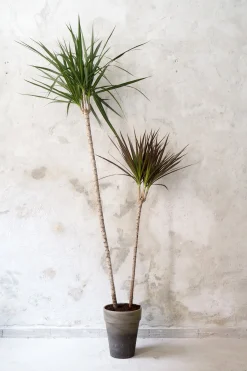 Dracena, medium