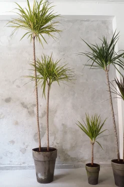 Dracena, stor