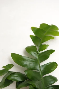 Epiphyllum chrysocardium