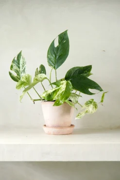 Epipremnum pinnatum ‘Marble Variegata’