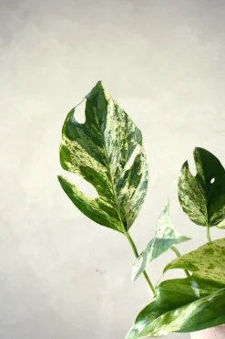 Epipremnum pinnatum ‘Marble Variegata’