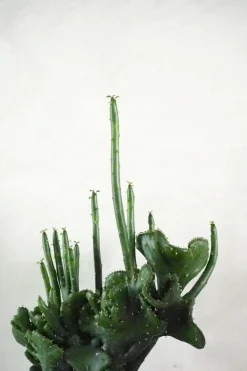 Euphorbia Leucodendron