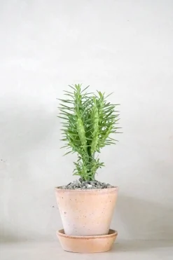 Euphorbia Loricata