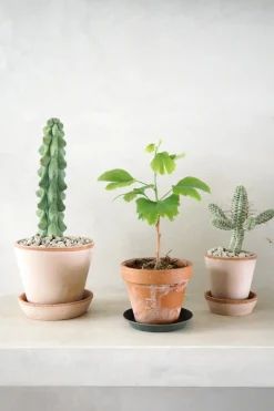 Euphorbia mammillaris, variegata