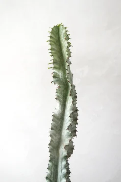 Euphorbia variegated