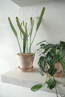 Euphorbia Xylophyloides