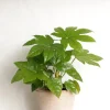 Fatsia japonica