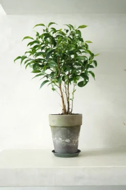 Ficus benjamina natasja