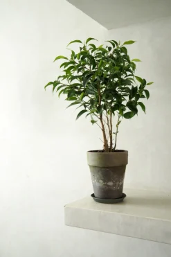 Ficus benjamina natasja