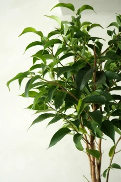 Ficus benjamina natasja