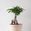 Ficus Bonsai Ginseng
