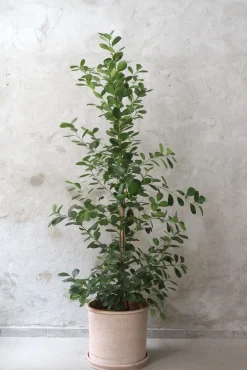 Ficus microcarpa moclame