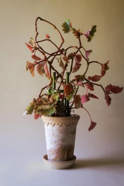 FOLK Hinto plantestøtte, grøn