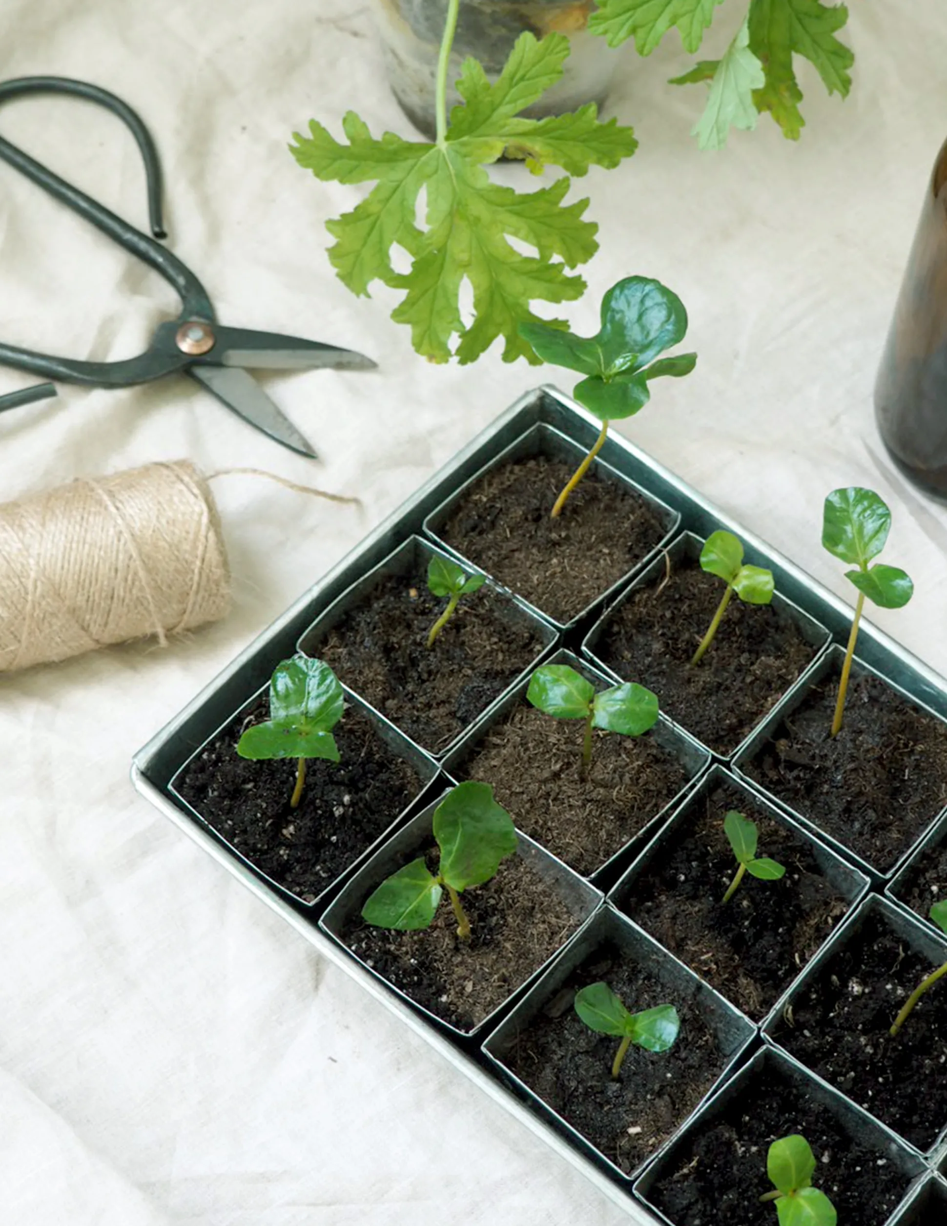 Forspiringsbakke - W.E.T Seed Pot30