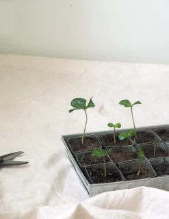 Forspiringsbakke - W.E.T Seed Pot30