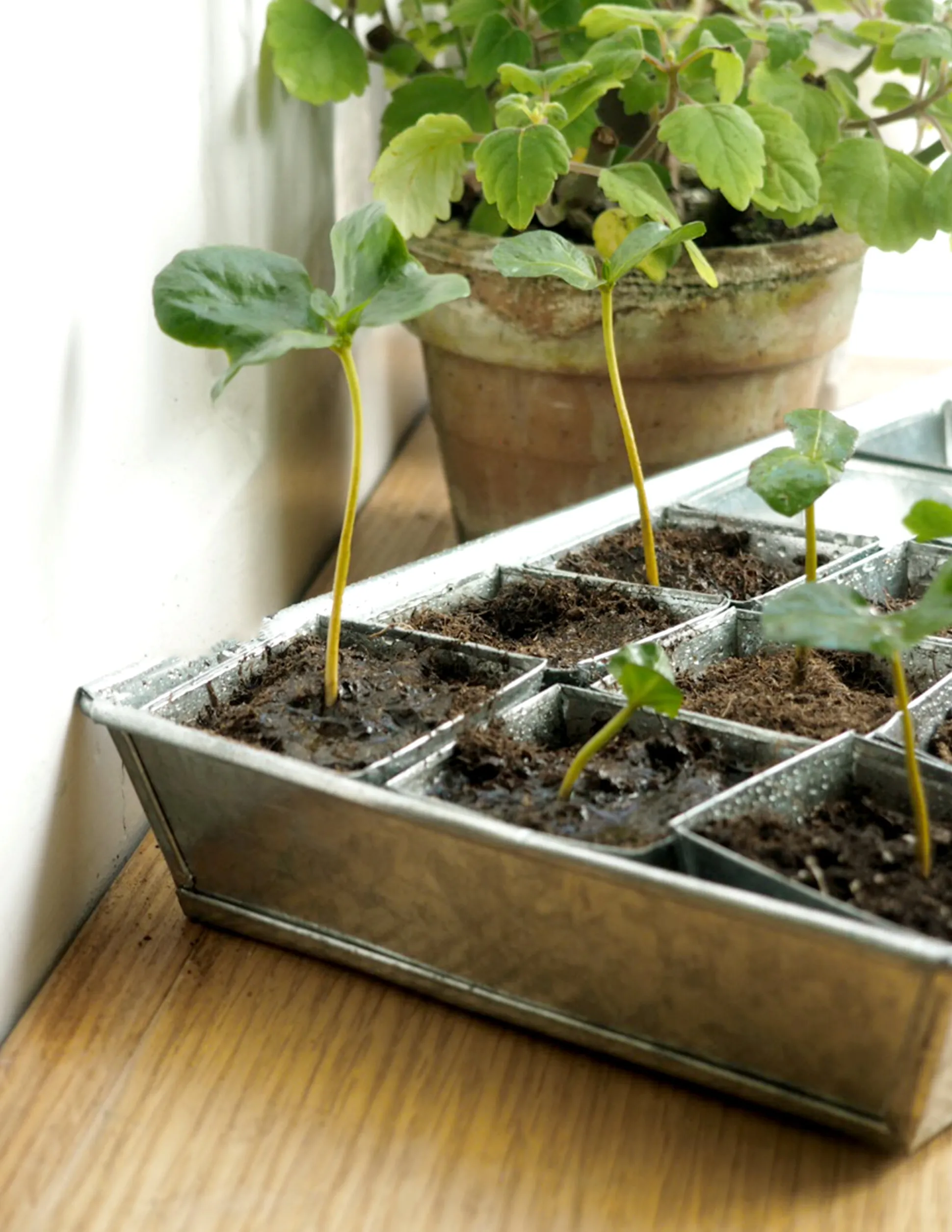 Forspiringsbakke - W.E.T Seed Pot30