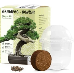 Frø - Bonsai, DIY kit