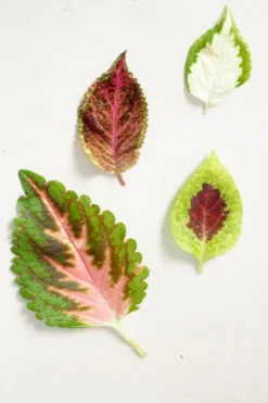 Frø - Paletblad, Wizard mix