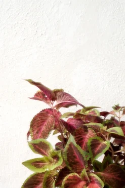 Frø - Paletblad, Wizard Scarlet