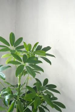 Gartnerens plantepakke - Raw Grey