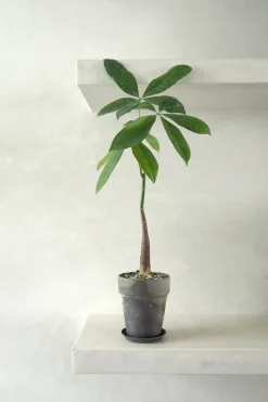 Gartnerens plantepakke - Raw Grey