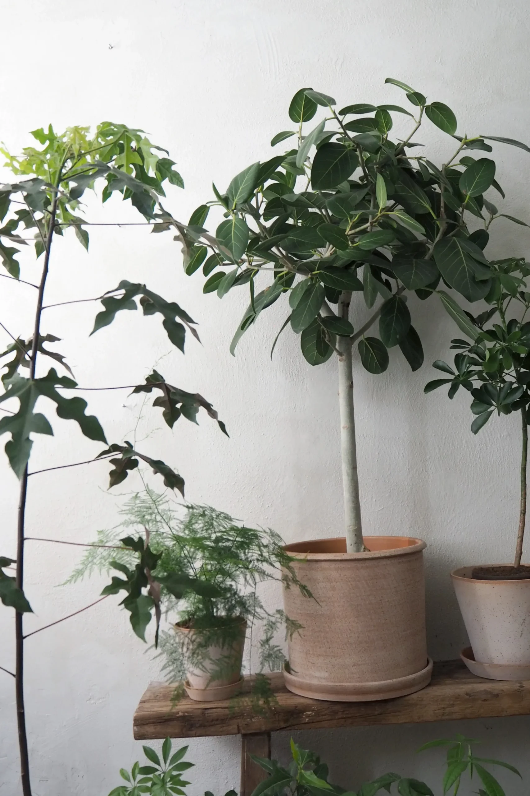 Gartnerens plantepakke - Raw rosa