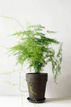 Gartnerens plantepakke - Raw rosa