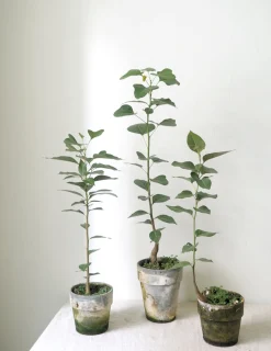 Gartnerens plantepakke - Raw rosa