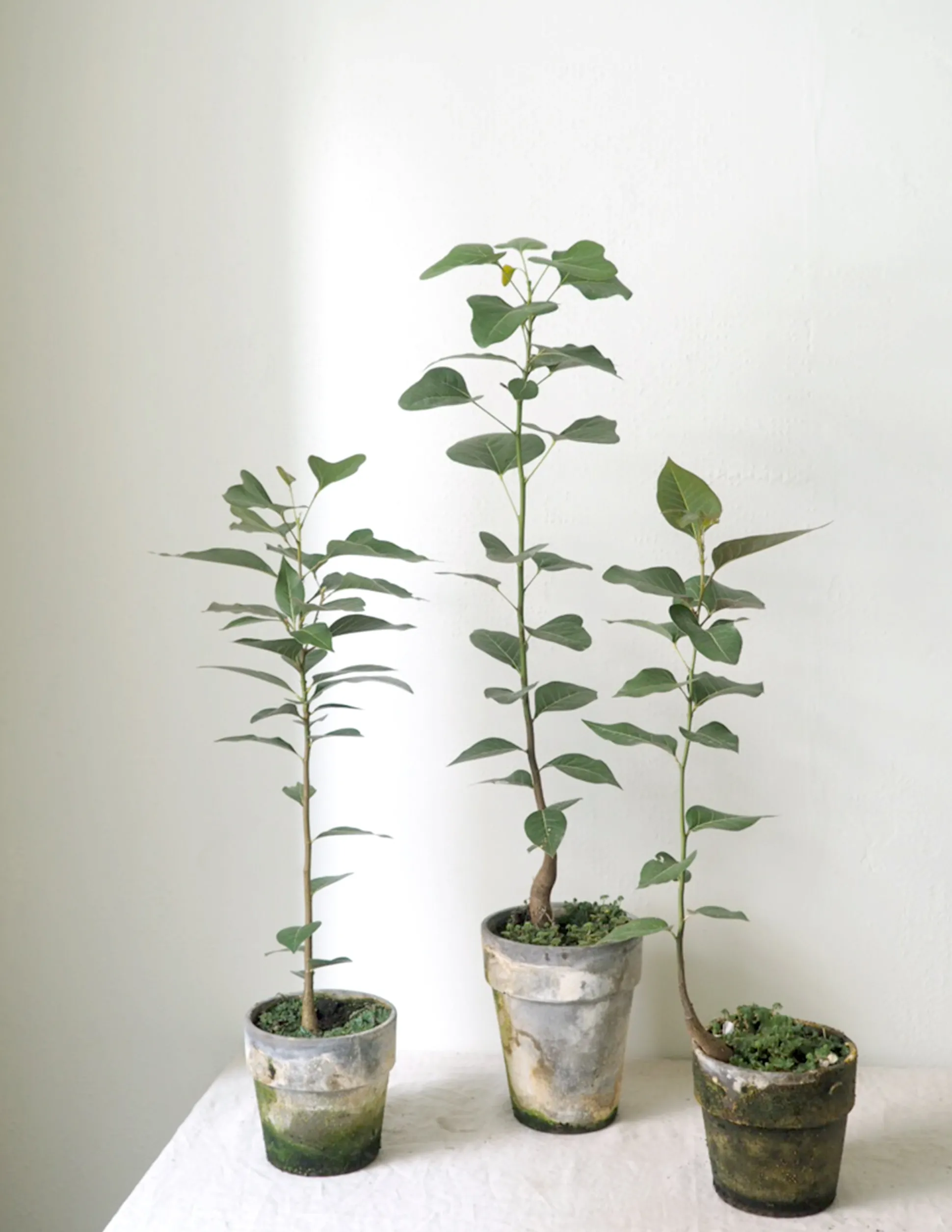 Gartnerens plantepakke - Raw rosa