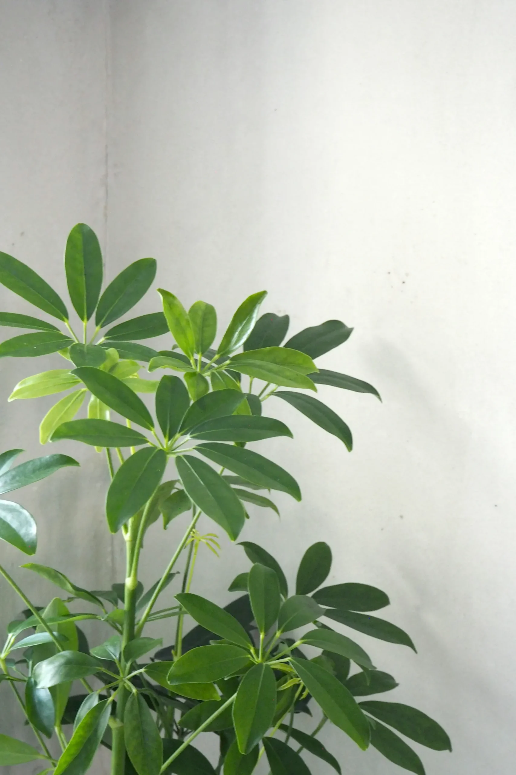 Gartnerens plantepakke - Raw rosa