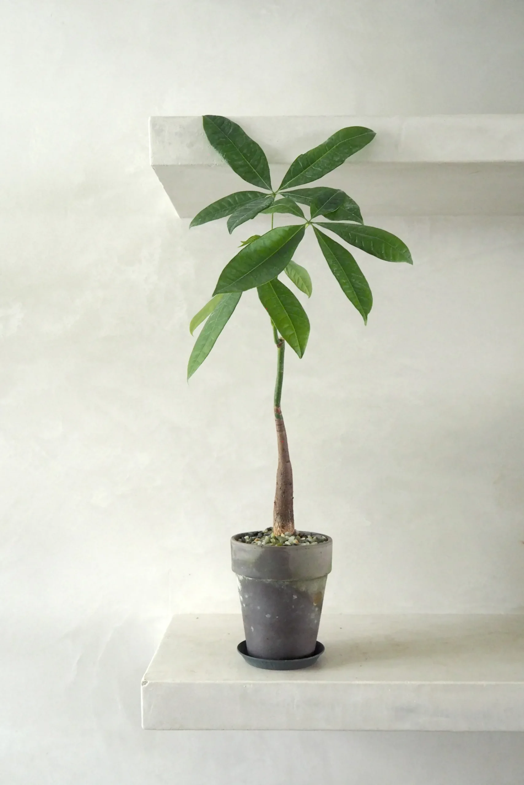 Gartnerens plantepakke - Raw rosa