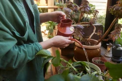 HAWS Vandkande, terracotta orange, 0,5 L