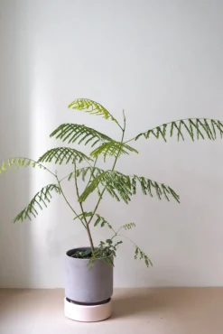 Hoff krukke, raw grey + rosa underskål