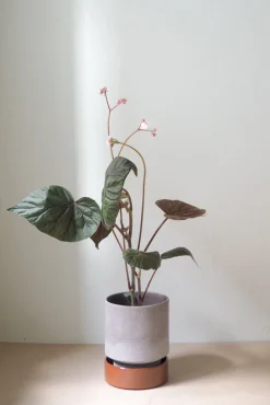 Hoff krukke, raw grey + rust underskål