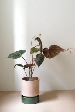 Hoff krukke, raw rosa