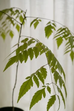 Hoff krukke, Sapphire Blue