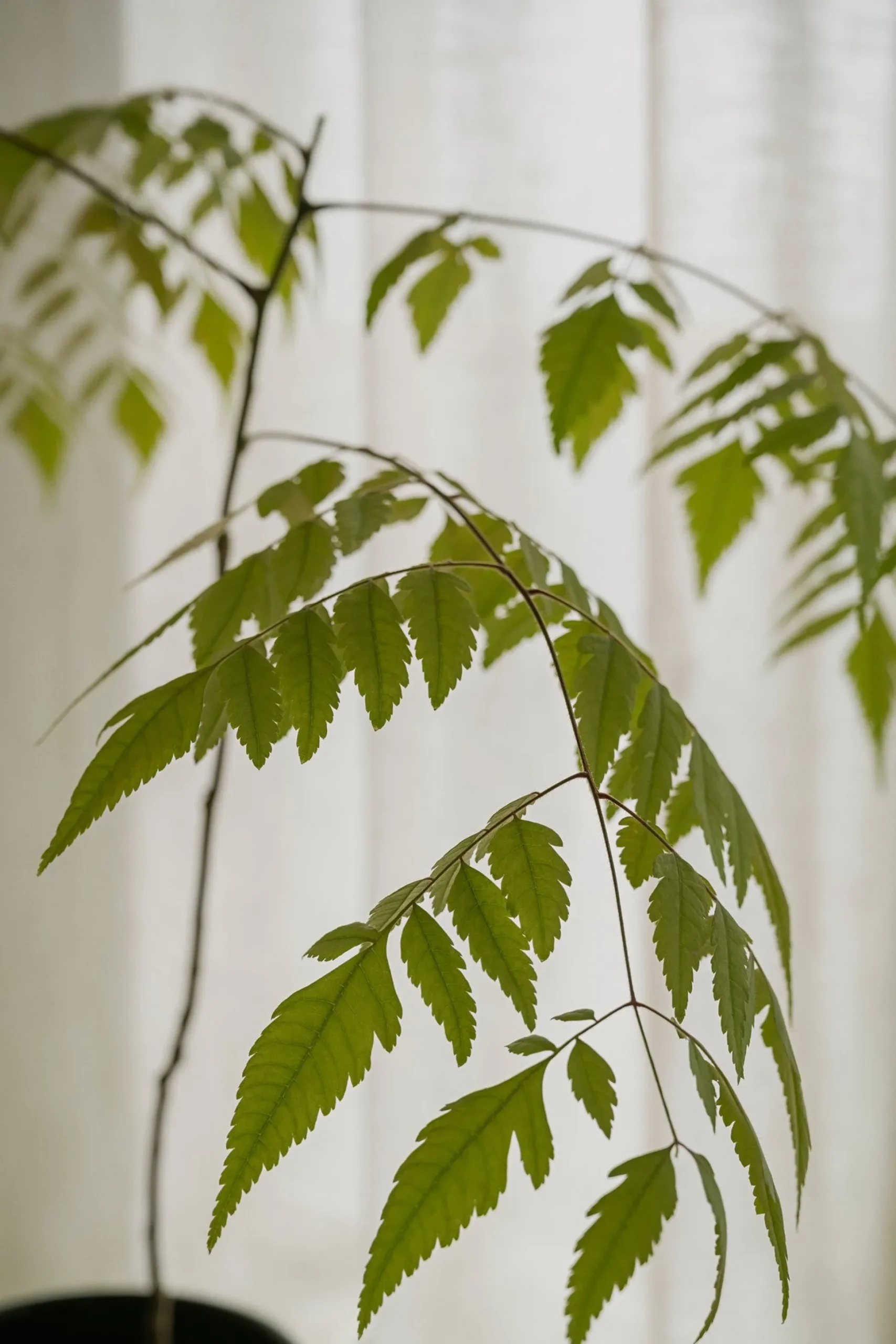 Hoff krukke, Sapphire Blue