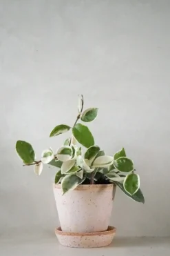 Hoya carnosa - Krimson Queen