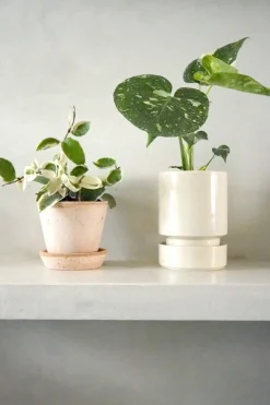 Hoya carnosa - Krimson Queen