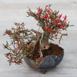 Japansk bonsai krukke, håndlavet, sort